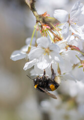 Hummel am Kirschblütenbusch