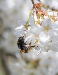 Hummel am Kirschblütenbusch