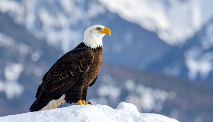 Majestic Bald Eagle Perched on Snowy Peak in Winter Landscape.