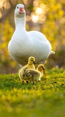 White goose with three yellow goslings in sunlit grass