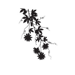 Vector art of black silhouette of a flowering vine with leaves silhouette art design