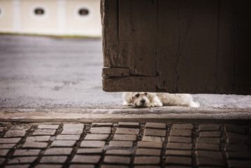 The lying dog behind the gate