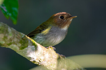 Fork-tailed pygmy-tyrant (Hemitriccus furcatus)