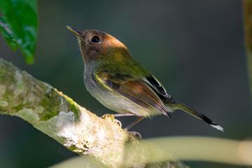 Fork-tailed pygmy-tyrant ( Hemitriccus furcatus)