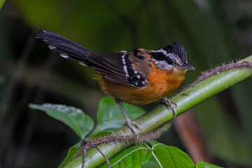 Male ferruginous antbird - Drymophila ferruginea