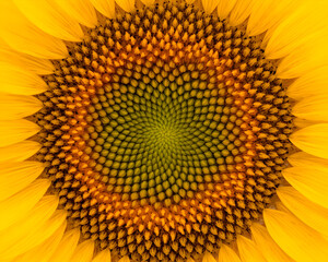 Abstract macro photograph of a blooming sunflower showcasing the intricate details of nature