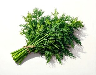 Fresh dill bunch on white background
