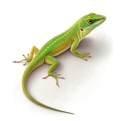 Obraz premium Vibrant green lizard with orange markings on white surface