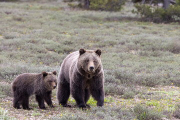 Fototapeta premium Sow Grizzly Bear and Her Cub in Springtime in Grand Teton National Park Wyoming
