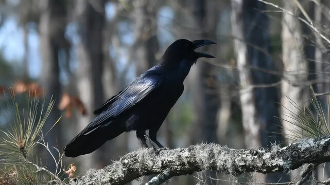 A black crow perches on a mossy branch with open beak. Background blurry