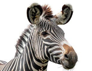 Wild Grevy’s Zebra Close-Up Portrait PNG