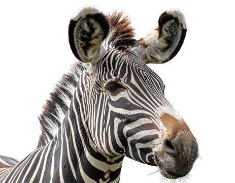 Wild Grevy’s Zebra Close-Up Portrait PNG