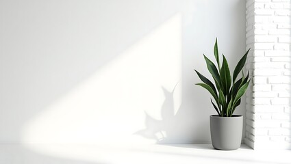 Sansevieria plant in a modern gray pot with natural light