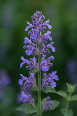 Obraz premium Catmint Blossom High quality Realistic image.