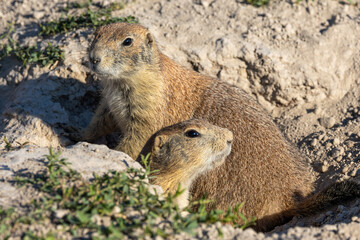 Black-tailed prairie dog
Badlands National Park
South Dakota