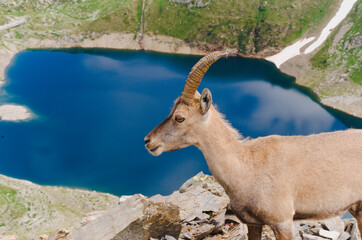 Alpine ibex (Capra ibex) against a mountain lake. 