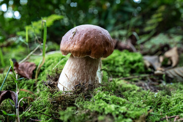 boletus edulis mushroom