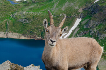 Alpine ibex (Capra ibex) against a mountain lake. 