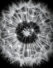 Close-up black and white dandelion seed head, intricate details