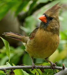 A Female Northern Cardinal 