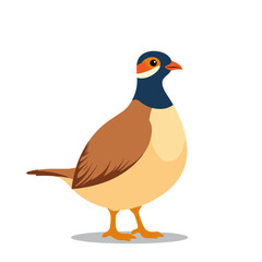 Colorful bird standing on white background  