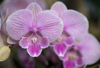 Obraz premium purple orchid flower