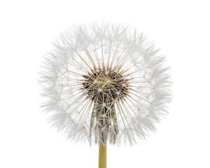 Exquisite white dandelion seed head against a simple setting offering a clean and modern aesthetic