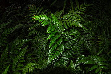 green fern leaves