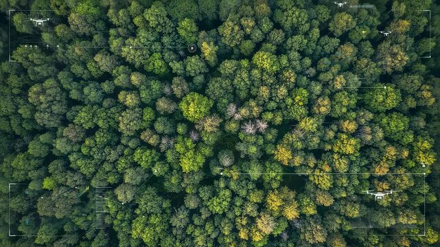 Aerial view of dense forest canopy showcasing varying tree cover analyzed for ecological balance using advanced drone imaging technology.