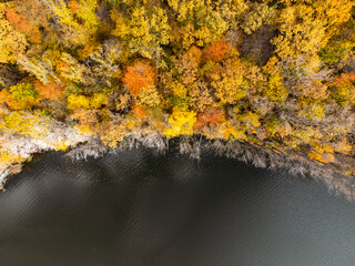 Aerial drone view of autumn forest beside lake with colourful foliage and dry branches