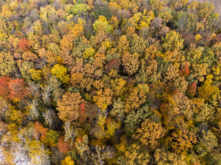 Aerial view of a forest in the autumn season at sunset.