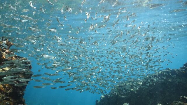 silversides atherinas sun shine and beams underwater silverside fish school Atherina boyeri mediterranean sea