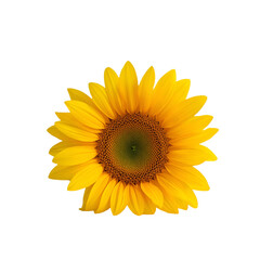 Fototapeta premium sunflower isolated on white background