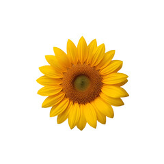 Fototapeta premium sunflower isolated on white background