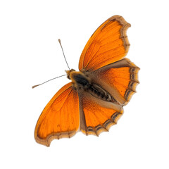 Naklejka premium butterfly on white background