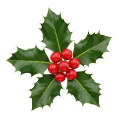 A traditional holly sprig with deep emerald green glossy spiky leaves and bright crimson red spherical berries, isolated on transparent, soft light, festive Christmas concept