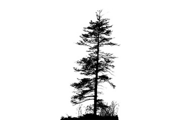 Black Tree Silhouette Isolated on Transparent Background