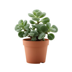 green plant in a pot