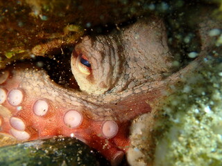 Common octopus (Octopus vulgaris) close-up undersea, Aegean Sea, Greece, Halkidiki, Pirgos beach
