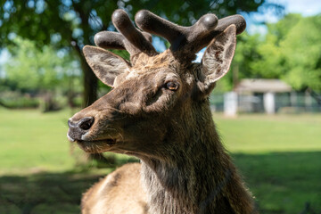 close-up portrait of the face of a young deer with small, velvety antlers