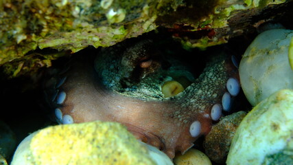 Common octopus (Octopus vulgaris) close-up undersea, Aegean Sea, Greece, Halkidiki, Pirgos beach
