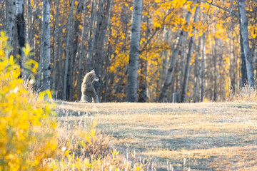 young coyote sitting on top of a hill on sunny autumn day