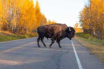 bison walking across road surrounded by autumn leaves