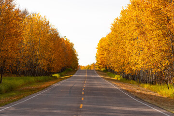 autumn tree lined road surrounded by orange and yellow trees
