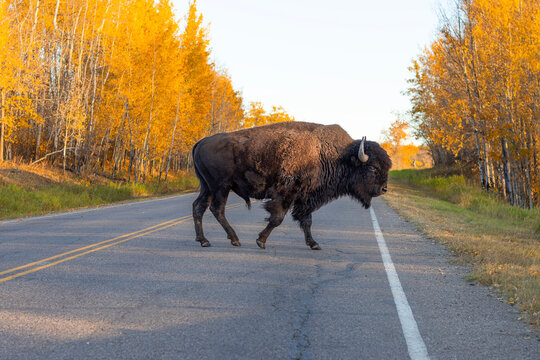 bison walking across road surrounded by autumn leaves