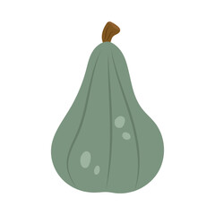 Vector illustration of green pumpkin isolated on white background.