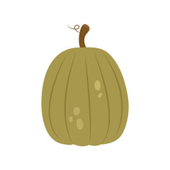 Ripe green round pumpkin isolated on a white background. Vector flat illustration.
