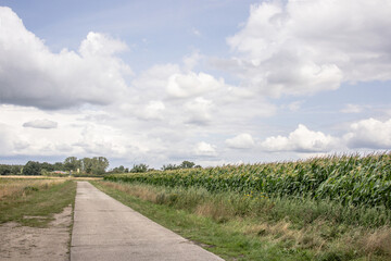 Fototapeta premium Rural country road leading through green cornfield under cloudy summer sky in countryside landscape