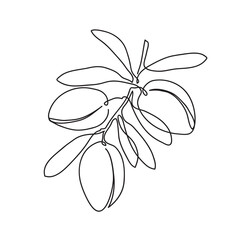 Argan tree branch. Modern single line art drawing. Continuous line drawing. Outline draw design vector illustration