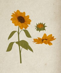 Detailed botanical artwork of the sunflower showing its bloom stages &mdash; full flower, bud, and side view &mdash; on textured beige paper. Ideal for floral prints, botanical posters